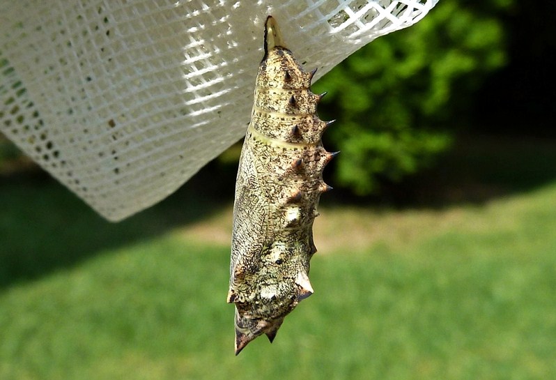 Alata meraviglia - Aglais io, dal bruco all''adulto